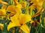 Hemerocallis Berliner Zimtstaub